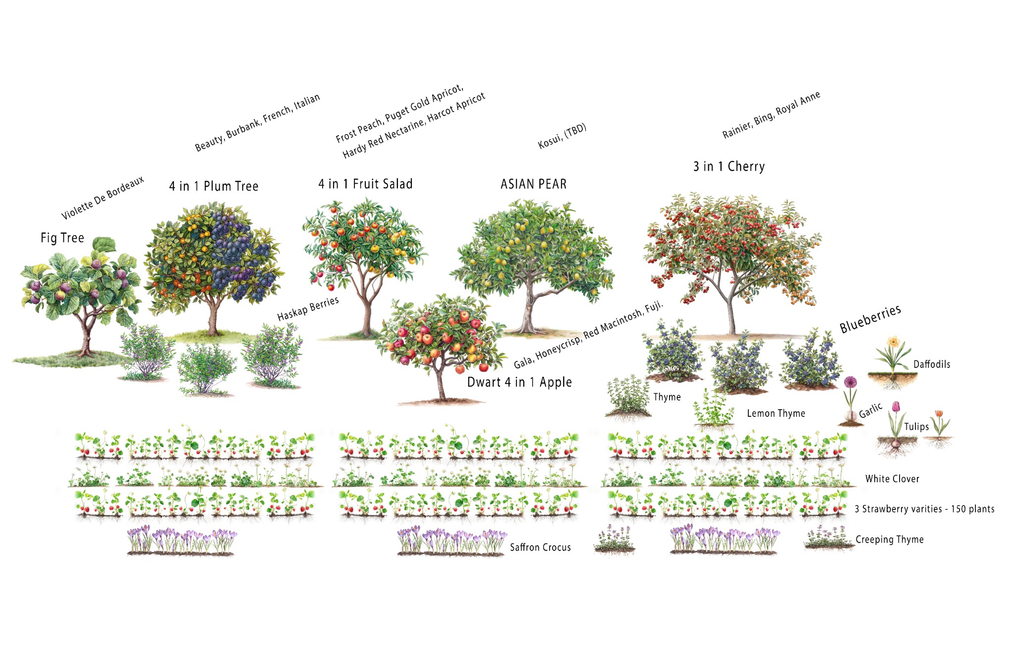 Diverse tree canopy at the preserve