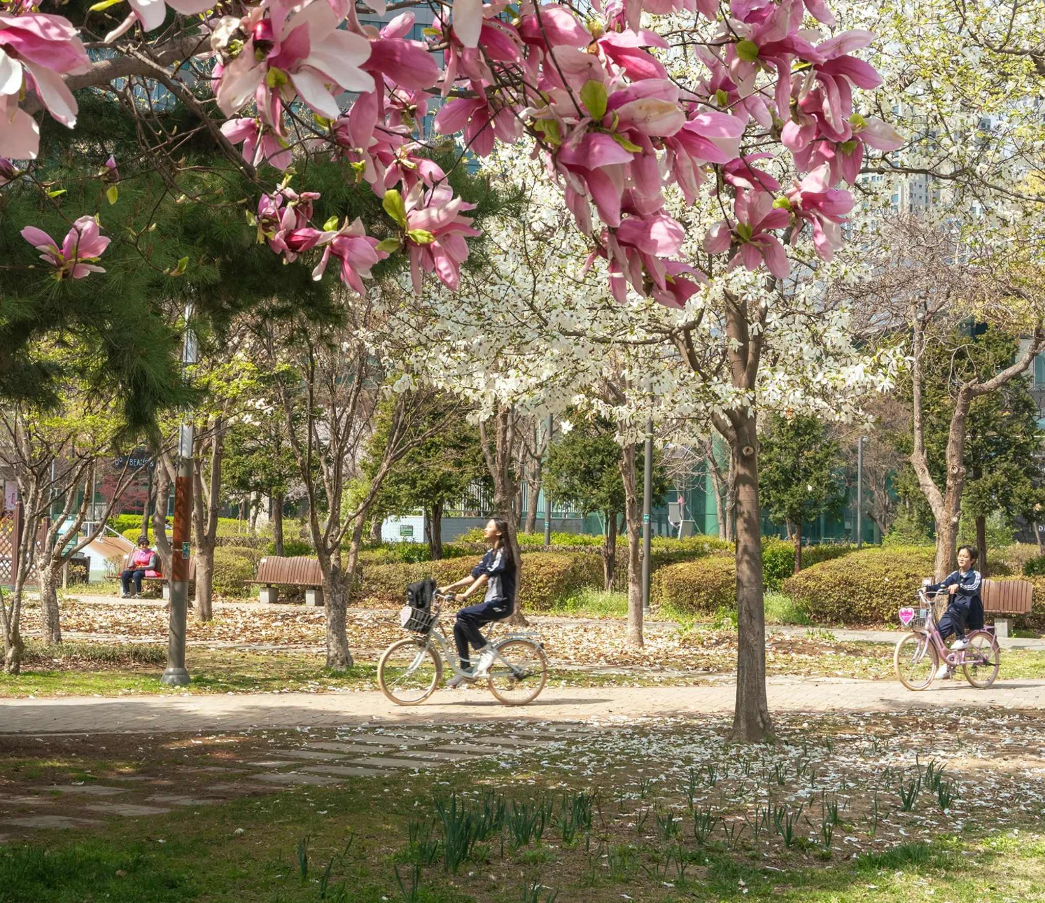 Tree being prepared for transport