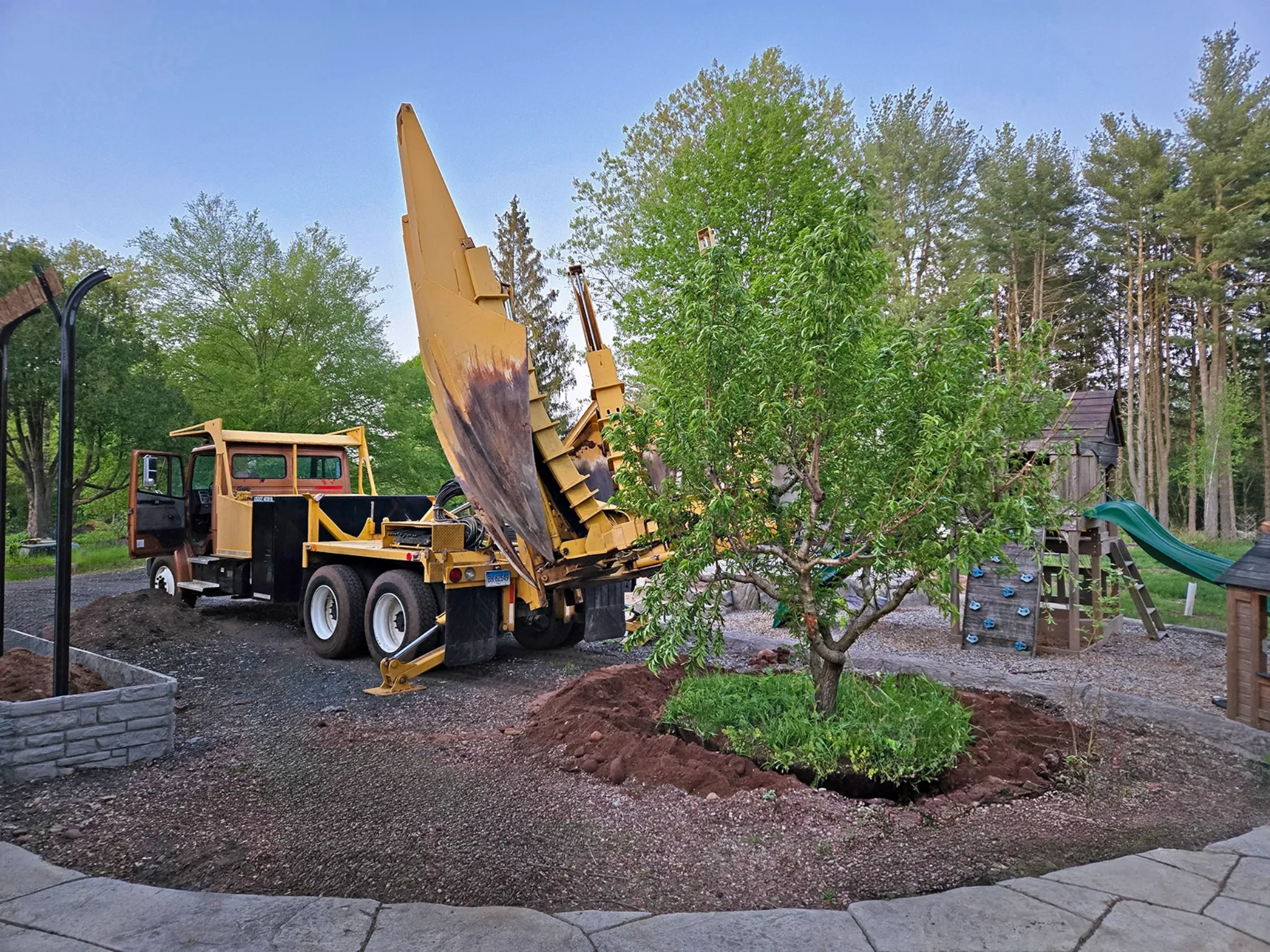 Large trees on the preserve